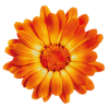 Logo Calendula Kräutergarten