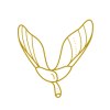 Logo Maple Aviation